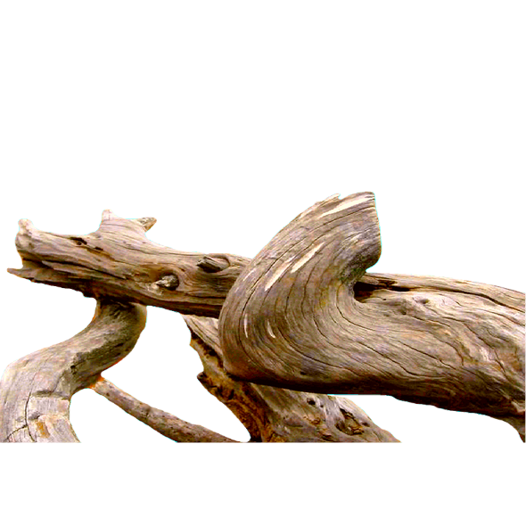 bois mort