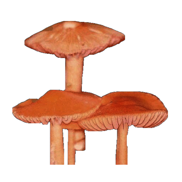 champignon
