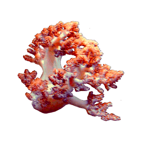 corail