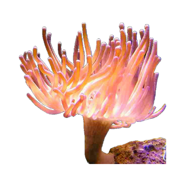 corail