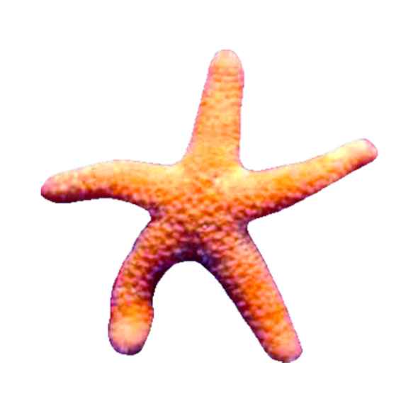 étoile de mer
